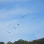 Vol de Pigeon colombin