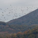 Vol de Pigeon ramier devant Atxuria