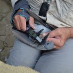 Prise de mesures sur un Pigeon colombin
