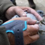 Baguage d'un Pigeon colombin