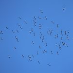 Cigognes blanches