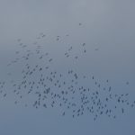 Groupe de cigognes blanches