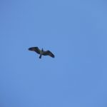 Balbuzard pêcheur au dessus des observateurs