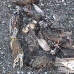 Oiseaux non ramassés autour des postes