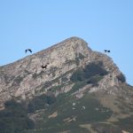 Trois cigognes noires devant Atxuria