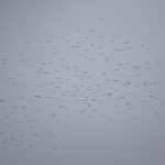 Cigognes blanches en limite de nuage