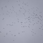 Cigognes blanches en limite de nuage