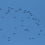 Grands Cormorans