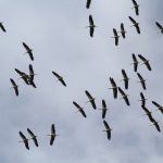 Cigogne blanche©Typhaine LYON